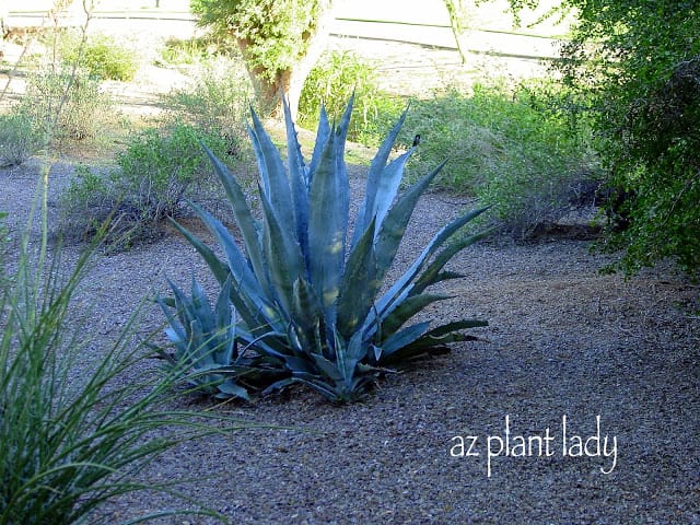 Agave americana , Losing Battle