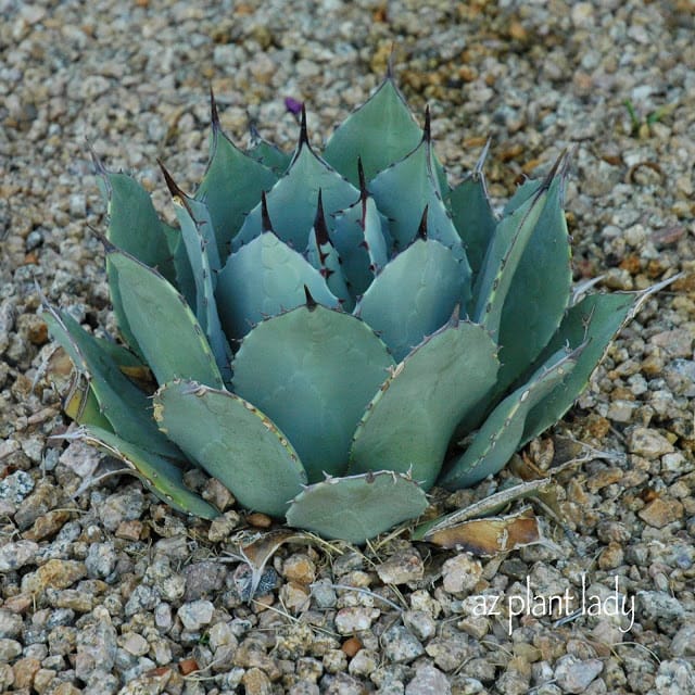 Agave parryi , Losing Battle