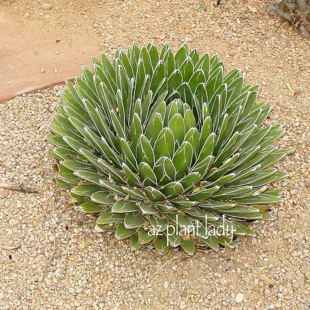 Agave victoria-reginae