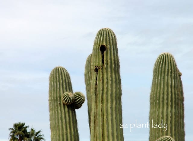 Saguaro bacterial necrosis