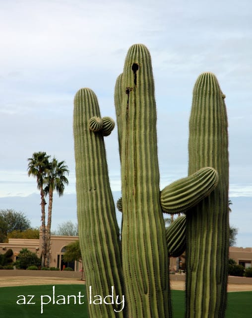 Saguaro bacterial necrosis