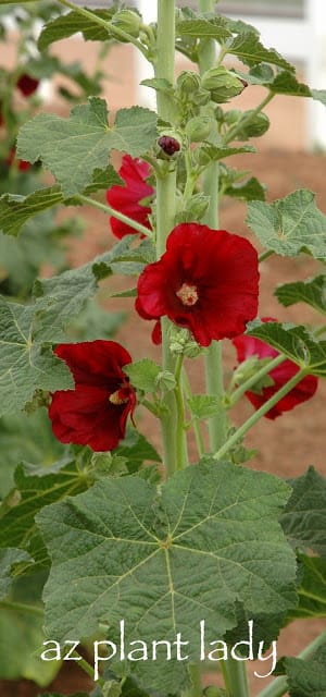 hollyhocks 