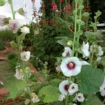 hollyhocks