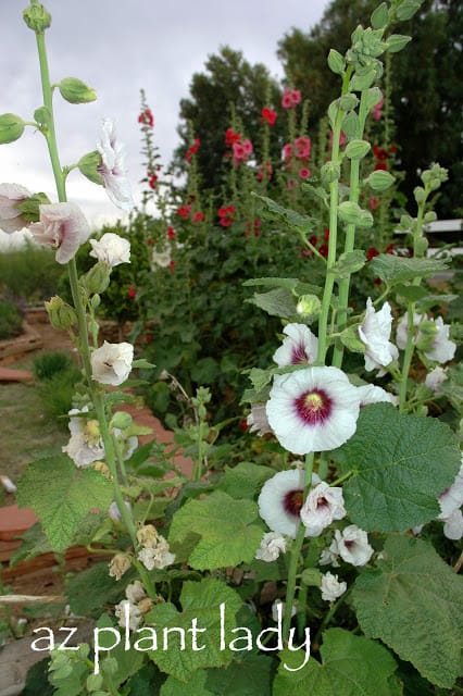 hollyhocks