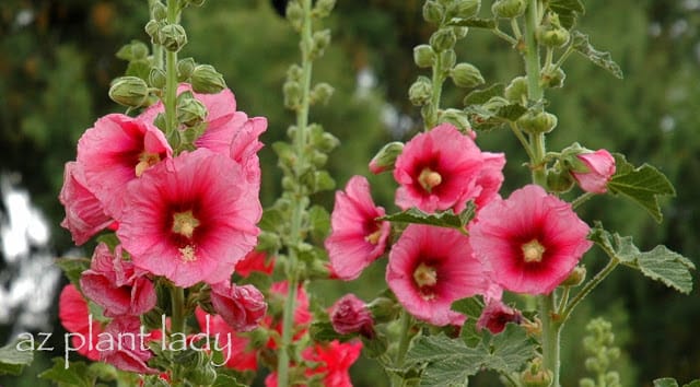 hollyhocks 