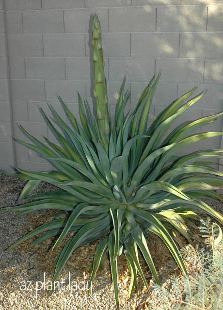 Agave desmettiana (getting ready to flower) , Losing Battle
