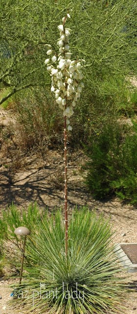 Yucca whipplei