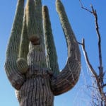 Saguaro bacterial necrosis