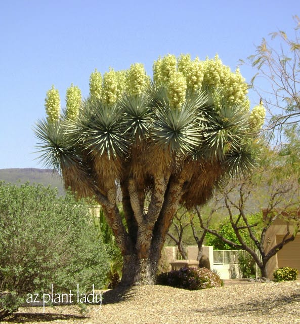 Unlike agave, yuccas can grow very tall and large