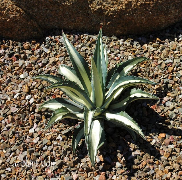 Agave americana variegata 