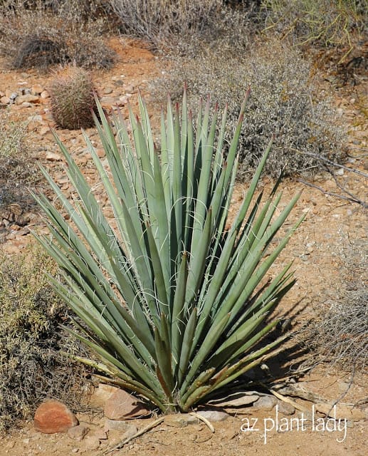 Yucca baccata