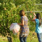 picking apples