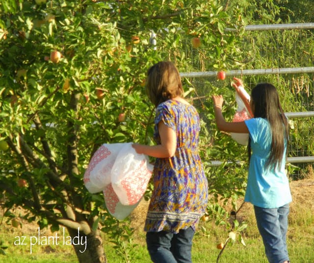 picking apples