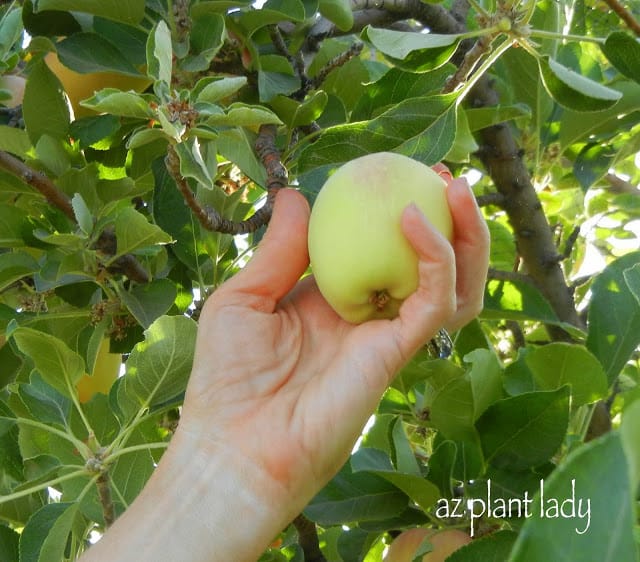 picking apples