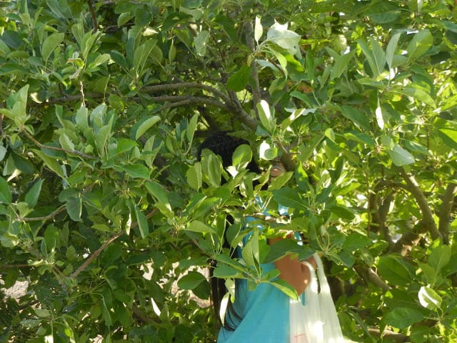 picking apples