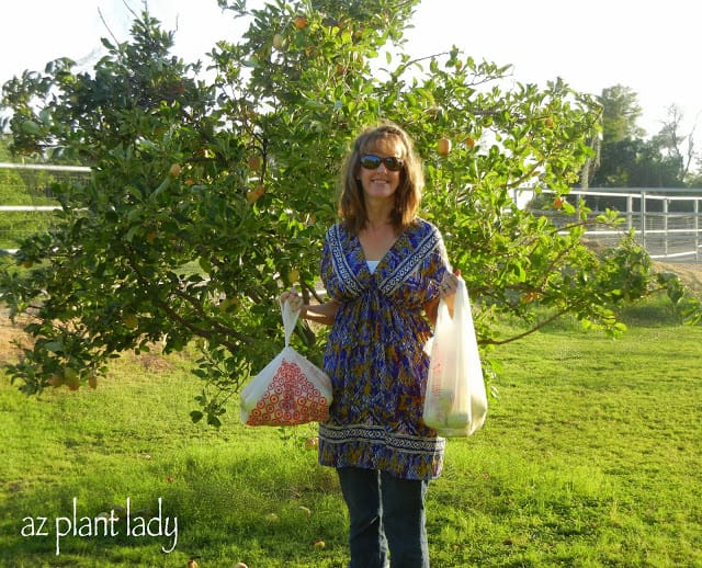 picked apples