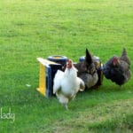 Lucy, Effie and Flo