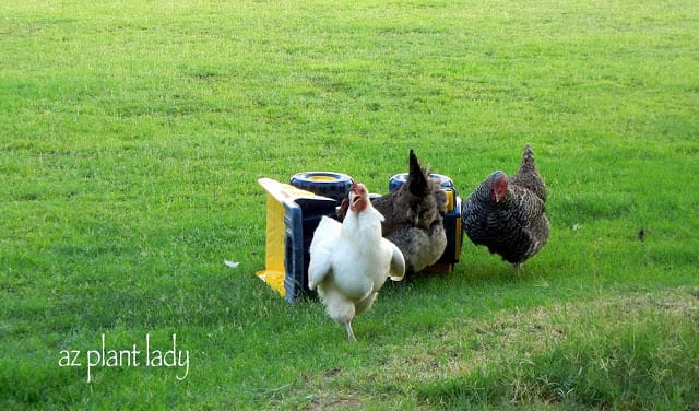 Lucy, Effie and Flo 