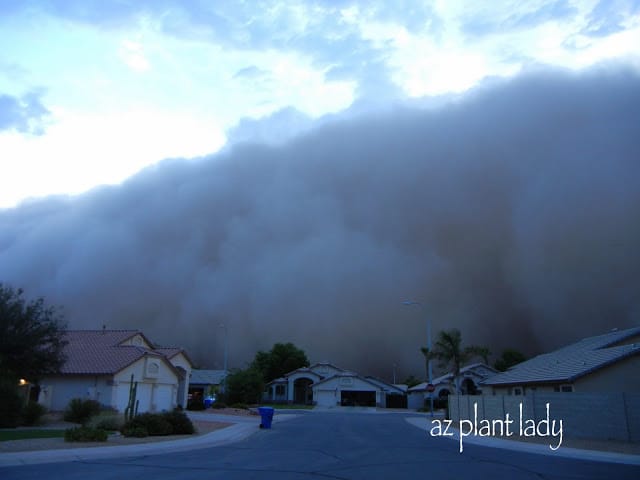 dust storms 