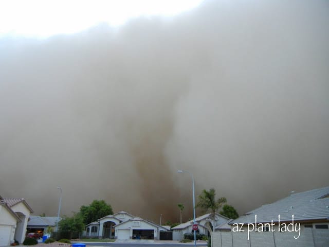 haboob 