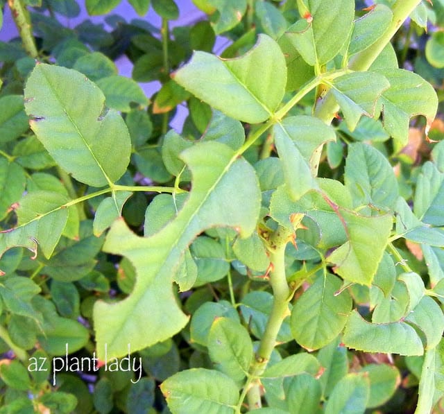 attract leaf cutter bees