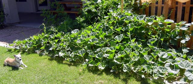 pumpkin vine