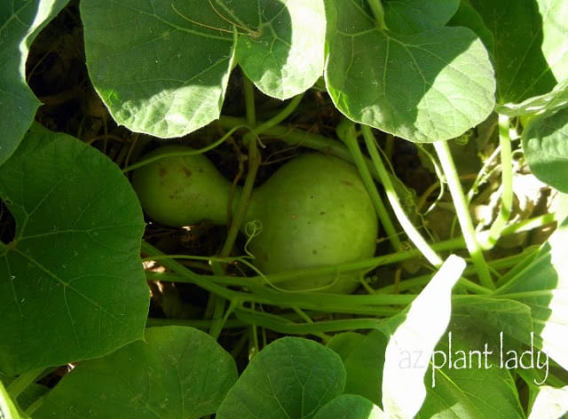 pumpkin vine