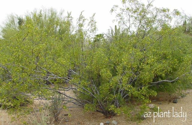 Creosote shrubs