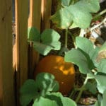 pumpkin vine