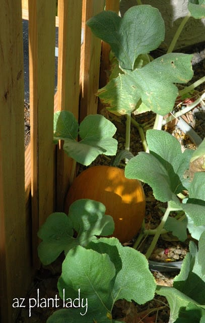 pumpkin vine