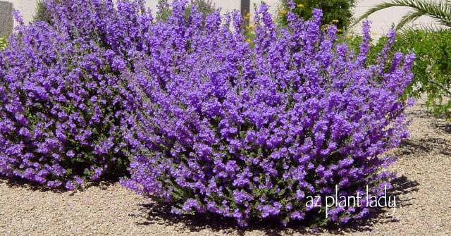 Flowering-Leucophyllums