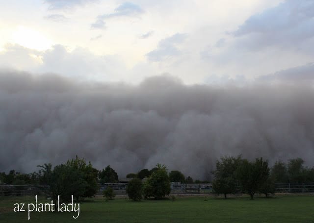 haboob 