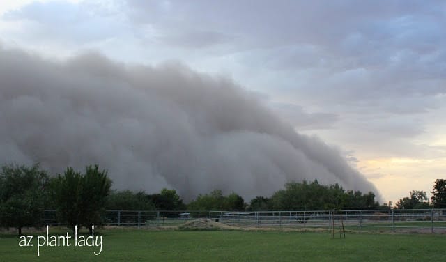 haboob 