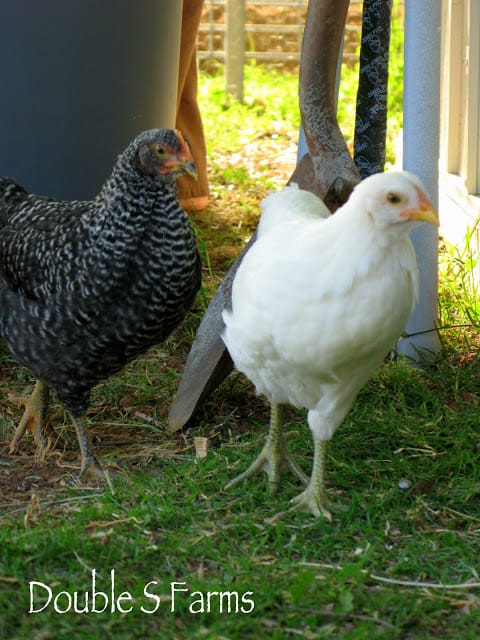 Chicken Coop