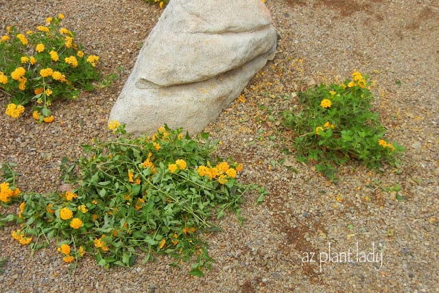 Landscaping chores