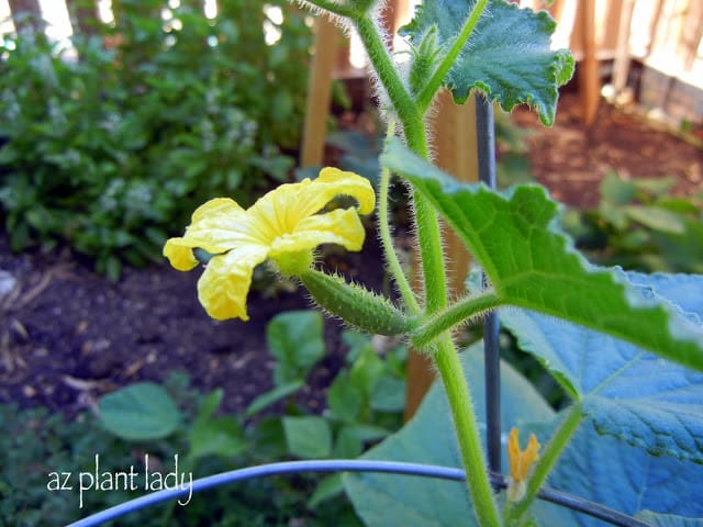 Cucumbers