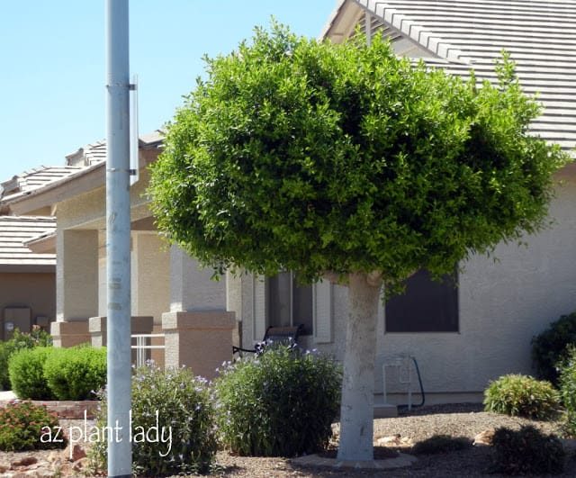 Ficus tree that had frost damaged with larger branches removed.