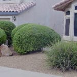 'Green Cloud' Texas Sage shrubs