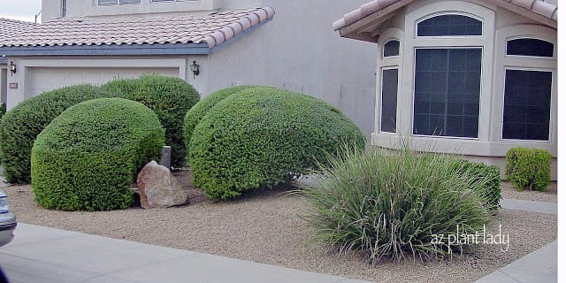 'Green Cloud' Texas Sage shrubs