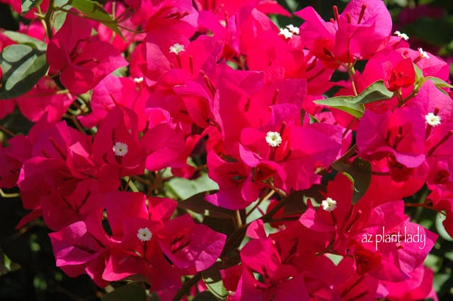 Bougainvillea 