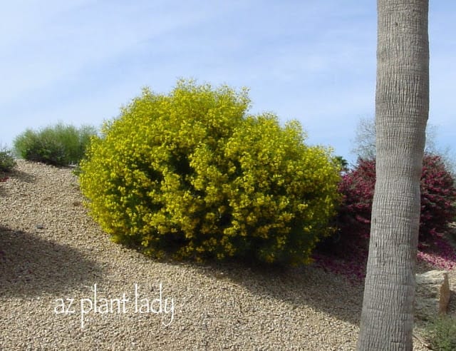 widespread pruning epidemic