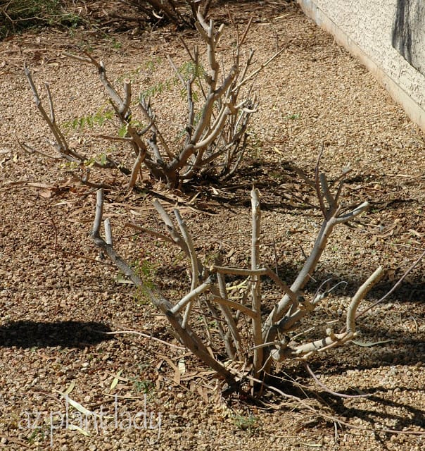 pruning flowering shrubs 