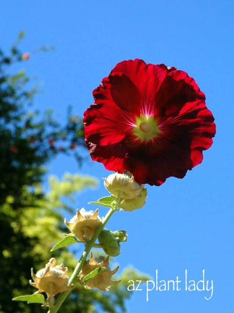 flowering perennials