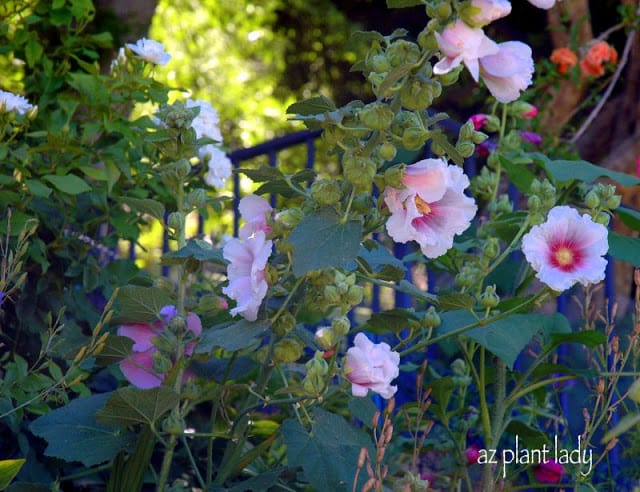 hollyhocks