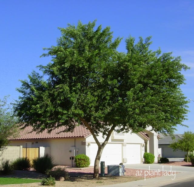 Sissoo Trees look more like a traditional northern park tree