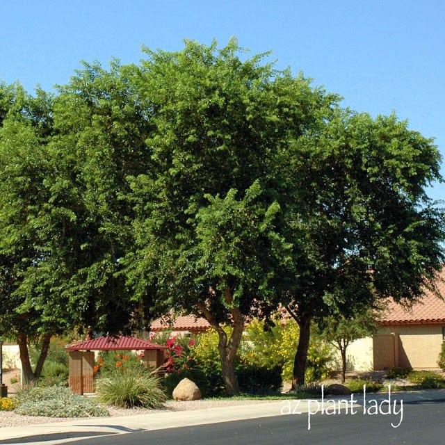 Sissoo Trees can grow very large.