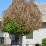 Frost-Damaged Ficus