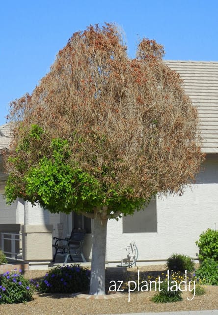 Frost-Damaged Ficus nitida with extensive browning and damage