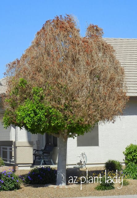 Frost-Damaged Ficus