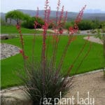 Red Yucca